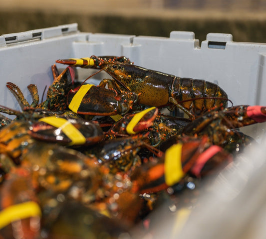 Bulk Pack - 1 lb Live Maine Lobsters