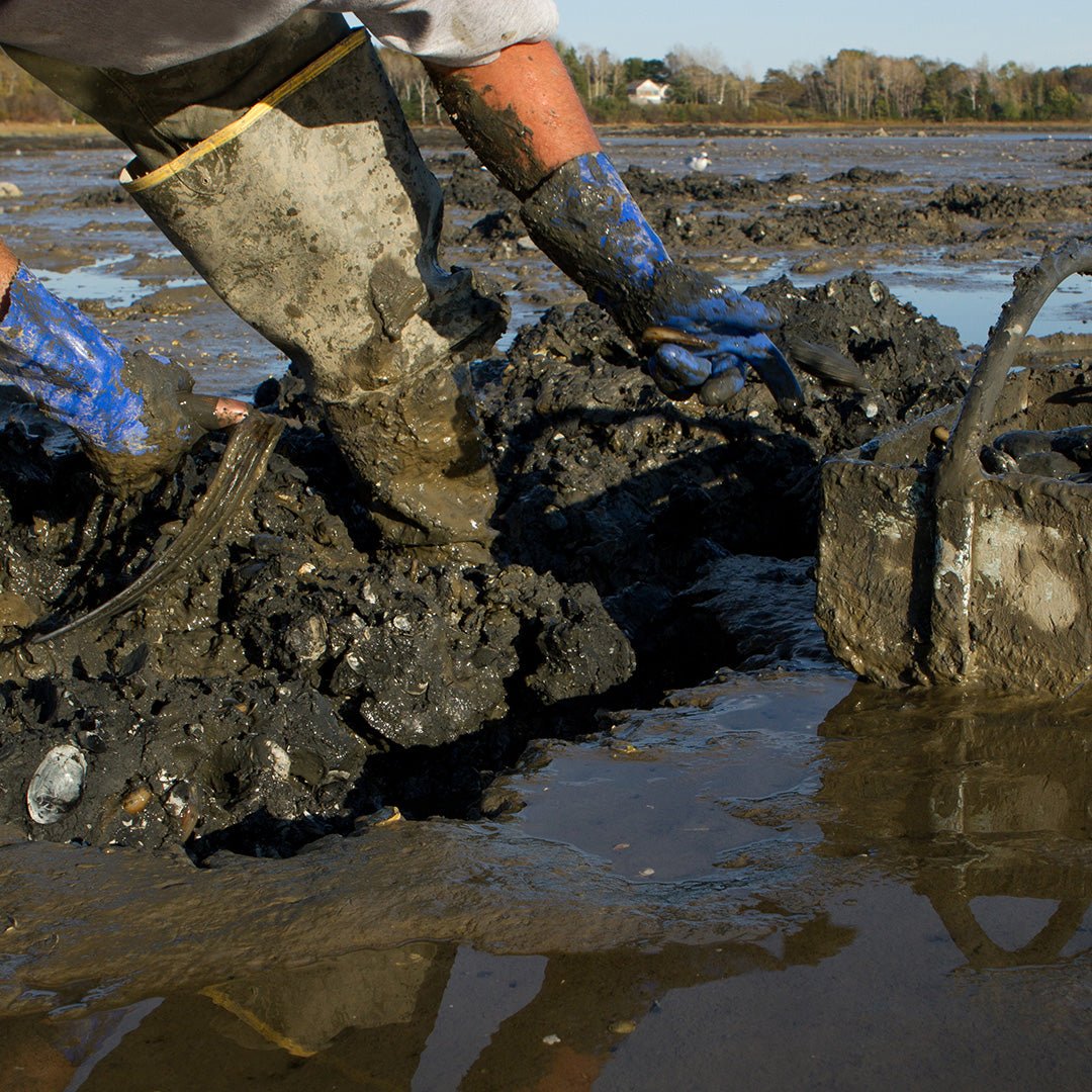 Gulf of Maine Steamer Clams - 1 lb.