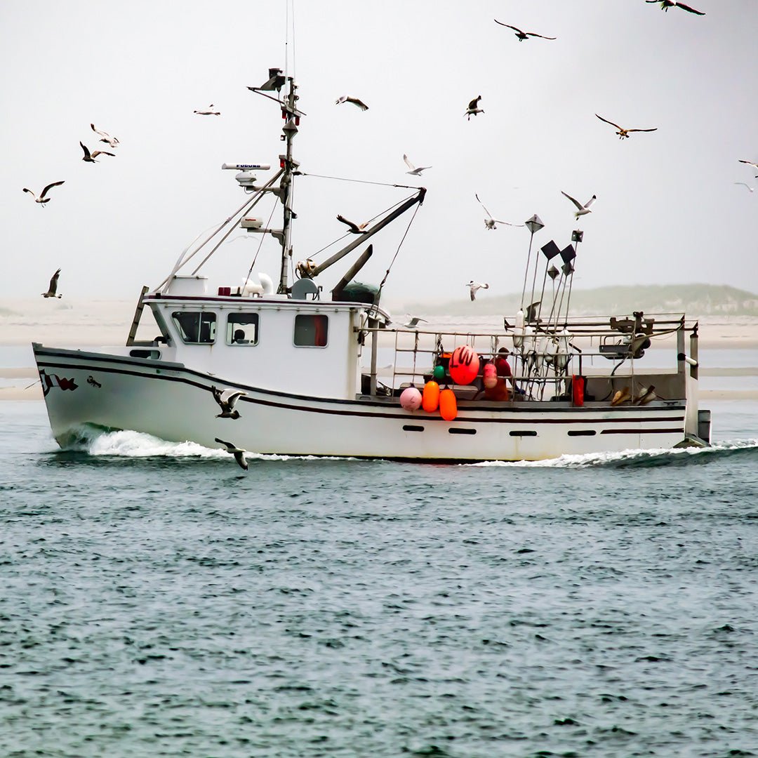 6 lb  - 8 lb Live Canadian Lobster